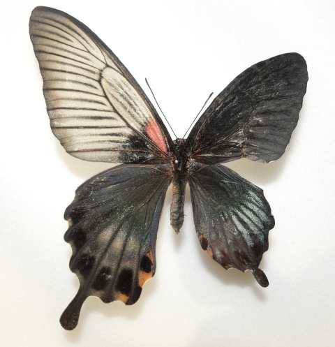 Papilio lowii (gynandromorph) Internet Image property of respective owner, non-commercial use only